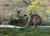 Attack Bobcat