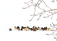 Cold Duck