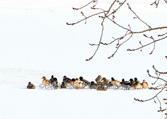 Cold Duck