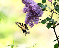 Tiger Swallowtail Butterfly