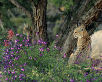 Bobcat Watchers