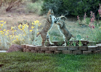 Bobcat Dancers