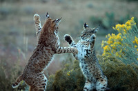 Bobcat boxing