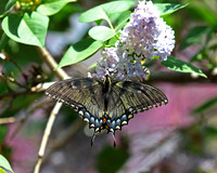 Black swallowtail butterfly