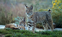 Young bobcats at attention