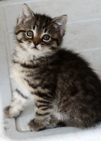 Kitten Cutie