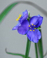 Flora