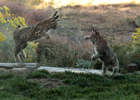 Bobcat Pouncer